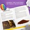 Arts and Crafts Kit for Kids, Paint & Decorate 15 River Rocks with 10 Paint Colors & More Art Supplies, Outdoor Toys for Girls and Boys (Amazon Exclusive)